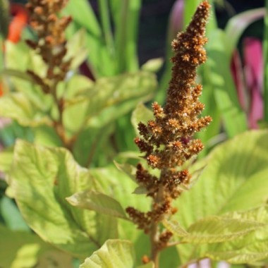 Amaranth Hot Biscuits (Samen)