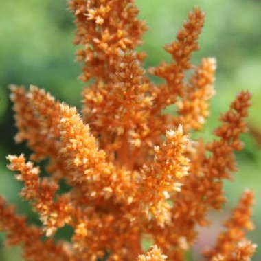 Amaranth Hot Biscuits (Samen)