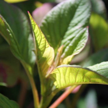 Amaranth Joseph's Coat Perfecta (Samen)