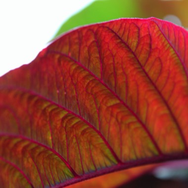 Amaranth Kerala Red (Samen)