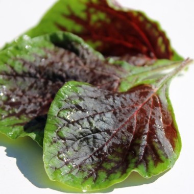 Amaranth Passion (Samen)