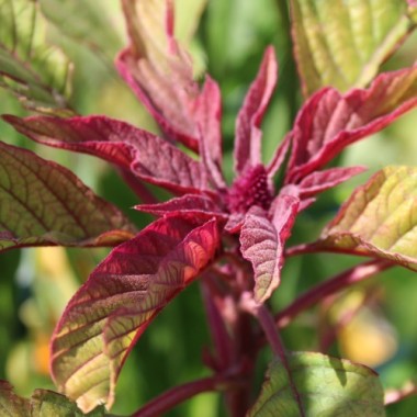 Amaranth Rio San Lorenzo (Samen)