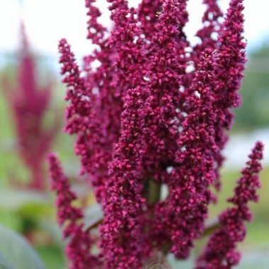 Amaranth Rio San Lorenzo (Samen)