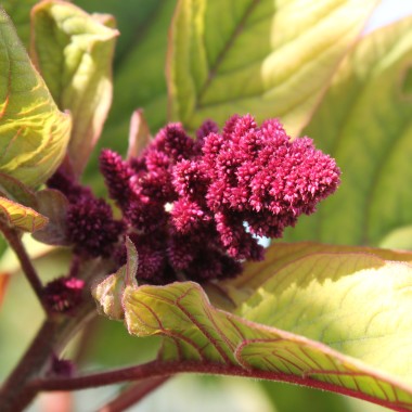 Amaranth Tarahumara Okite (Samen)