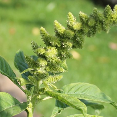 Amaranth Guatemalan (Samen)
