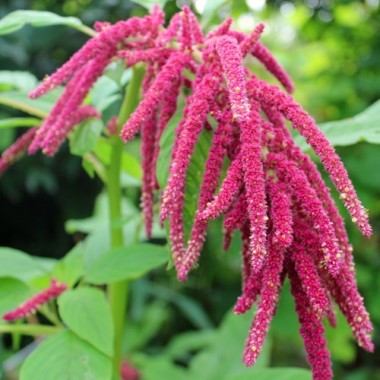 Amaranth Love Lies Bleeding (Samen)