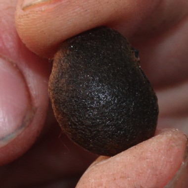 Amphicarpa - Erdbohne (Samen)