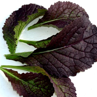 Am Choi Red Giant (Samen)