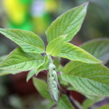 Ananassalbei (Pflanze)