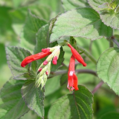 Ananassalbei (Pflanze)