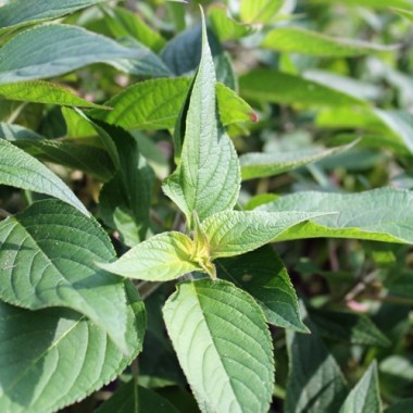 Ananassalbei (Pflanze)