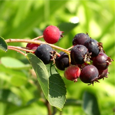 Apfel-Felsenbirne (Pflanze)