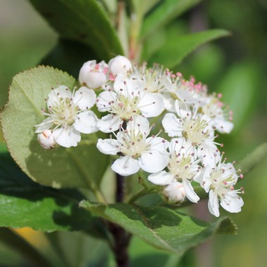 Aronia Aron (Pflanze)
