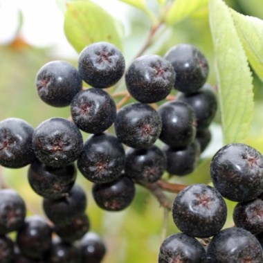 Aronia Galicjanka (Pflanze)