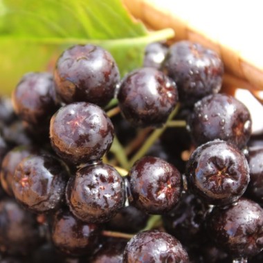 Mitschurin-Aronia (Pflanze)