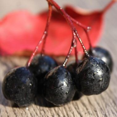 Aronia Nero (Pflanze)