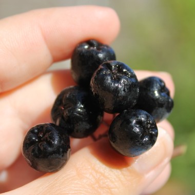 Aronia Nero (Pflanze)