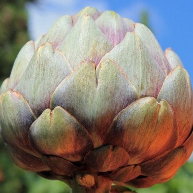 Artischocke Romanesco (Samen)