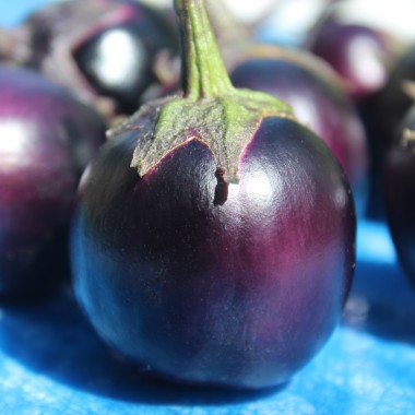 Aubergine Bambino (freilandgeeignet) (Samen)