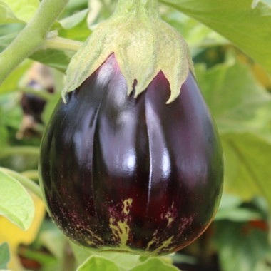 Aubergine Black Beauty (Samen)