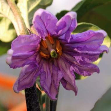 Aubergine Prosperosa (Samen)