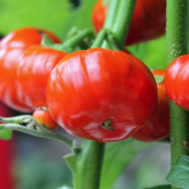 Aubergine Turkish Orange (Samen)