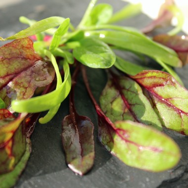 Babyleaf All Year Round (Samen)