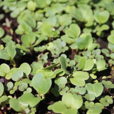 Babyleaf Old Mexico Mix (Samen)