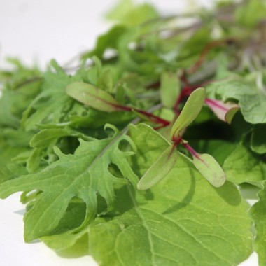 Babyleaf Old Mexico Mix (Samen)