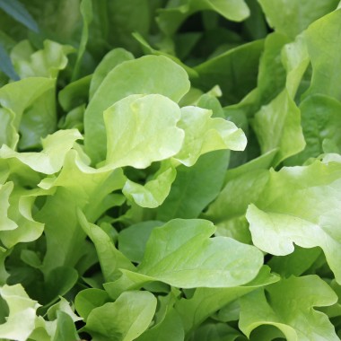 Babyleaf Salat Grüne Mischung (Samen)