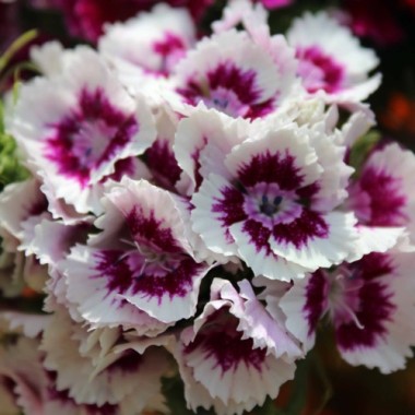 Bartnelke Auricula Eyed (Samen)