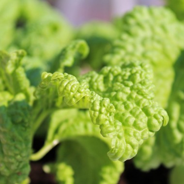 Basilikum Green Ruffles (Samen)