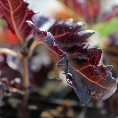 Basilikum Red Ruffles (Samen)