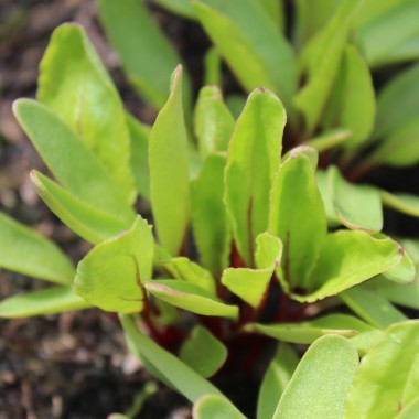 Beete Cylindra (Samen)