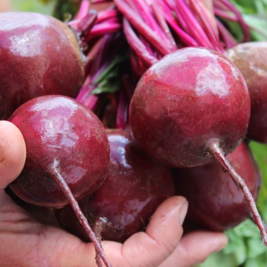 Beete Rote Kugel II (Samen)
