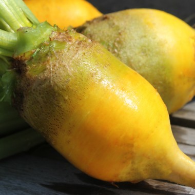 Beete Yellow Mangel (Samen)