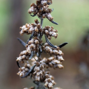 Beifuß (Samen)