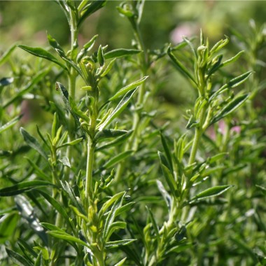 Bergbohnenkraut (Samen)