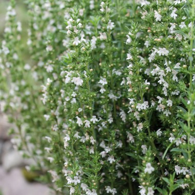 Bergbohnenkraut (Samen)