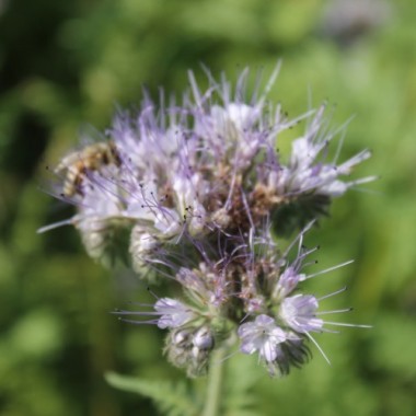 Gründüngung Bienenfreund (Samen)