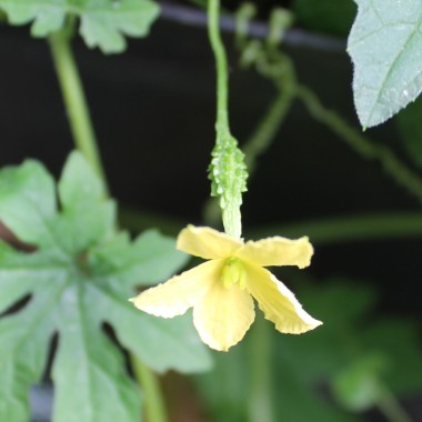 Bittermelone Delicata Thorn (Samen)