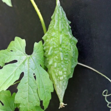 Bittermelone Small Baby (Samen)