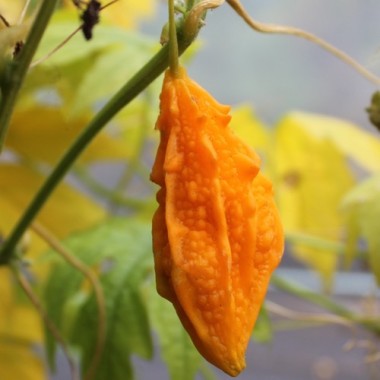 Bittermelone Small Baby (Samen)