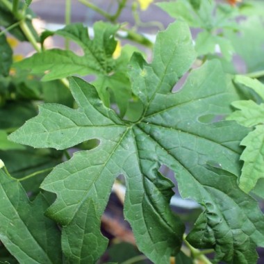 Bittermelone Thai Green (Samen)