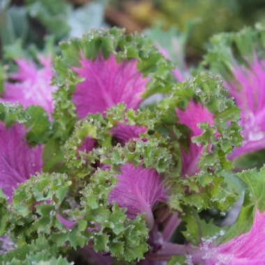 Blattkohl Ornamental (Samen)