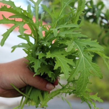Blattsenf Green Frills (Samen)