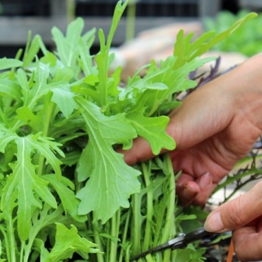 Blattsenf Green Frills (Samen)