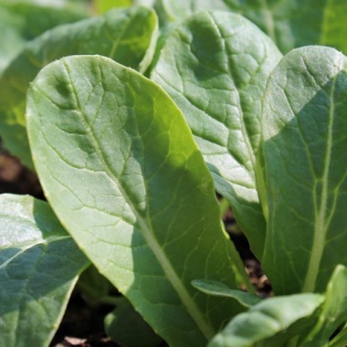 Blattsenf Tendergreen (Samen)