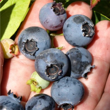 Blaubeere Bluecrop (Pflanze)