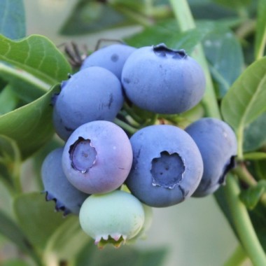 Blaubeere Duke (Pflanze)